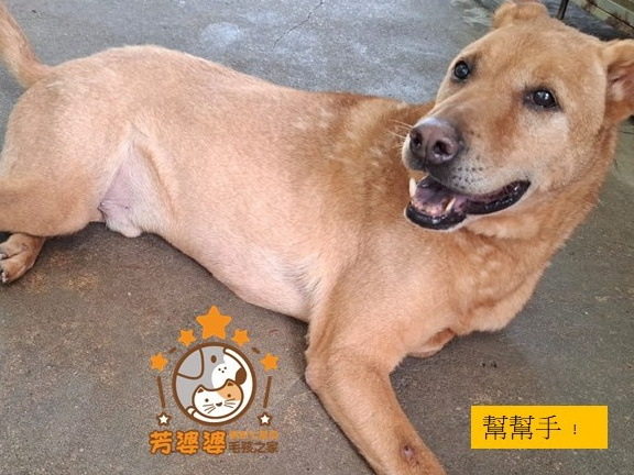 請即報名參加動物義工隊，成為義工 Volunteer for  now