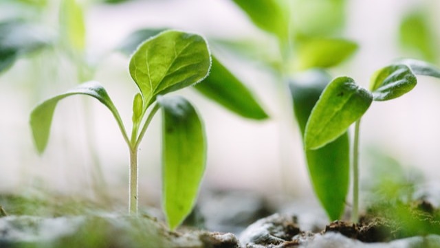 請即報名參加,成為義工 Volunteer for Carbon Footprint Challenge now