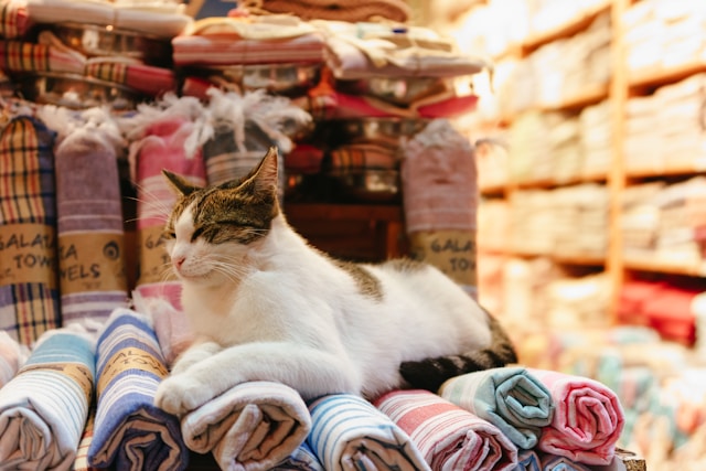 請即報名參加,成為義工 Volunteer for Donate Cat Supplies now