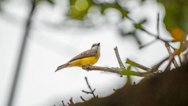 請即報名參加，成為義工 Volunteer for Bird Trackers now