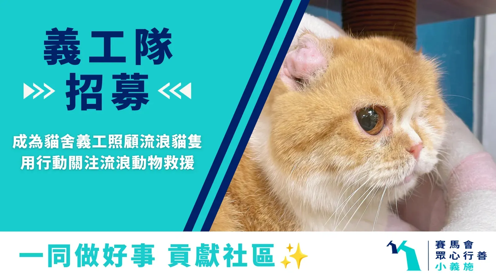 請即報名參加8月貓舍義工活動【成人場&親子場】，成為義工 Volunteer for 8月貓舍義工活動【成人場&親子場】 now