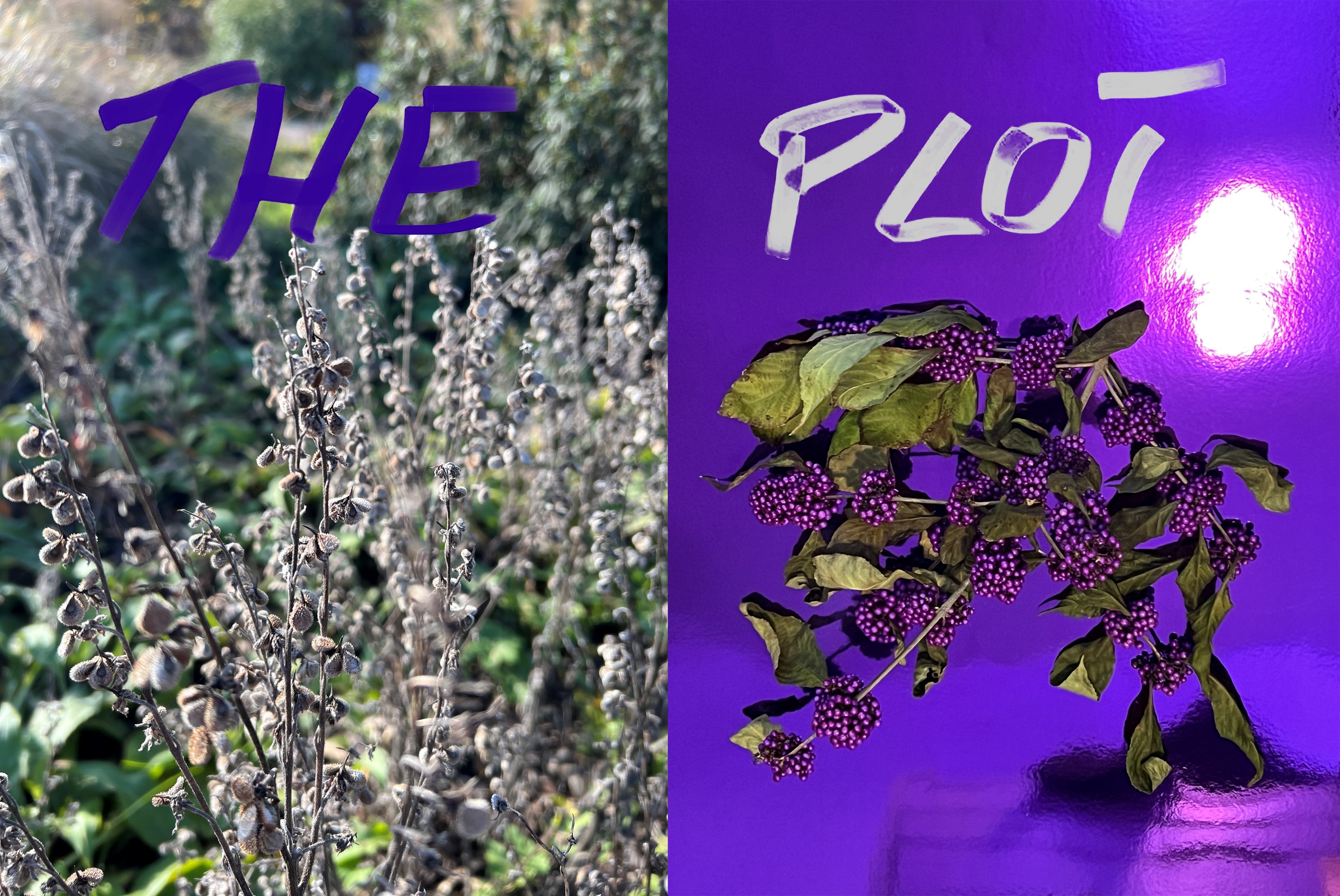 A graphic and image that one one side shows a photograph of some green plants and on the other side a spring of berries. The text THE PLOT is written across the images