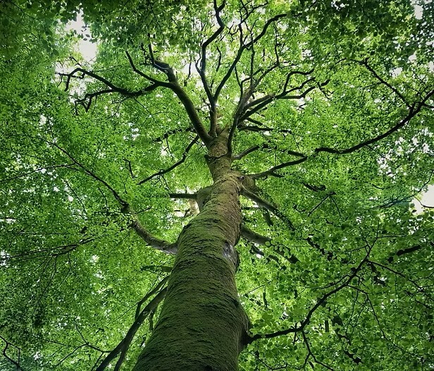 Copy of Copy of Deep Beneath The Canopy