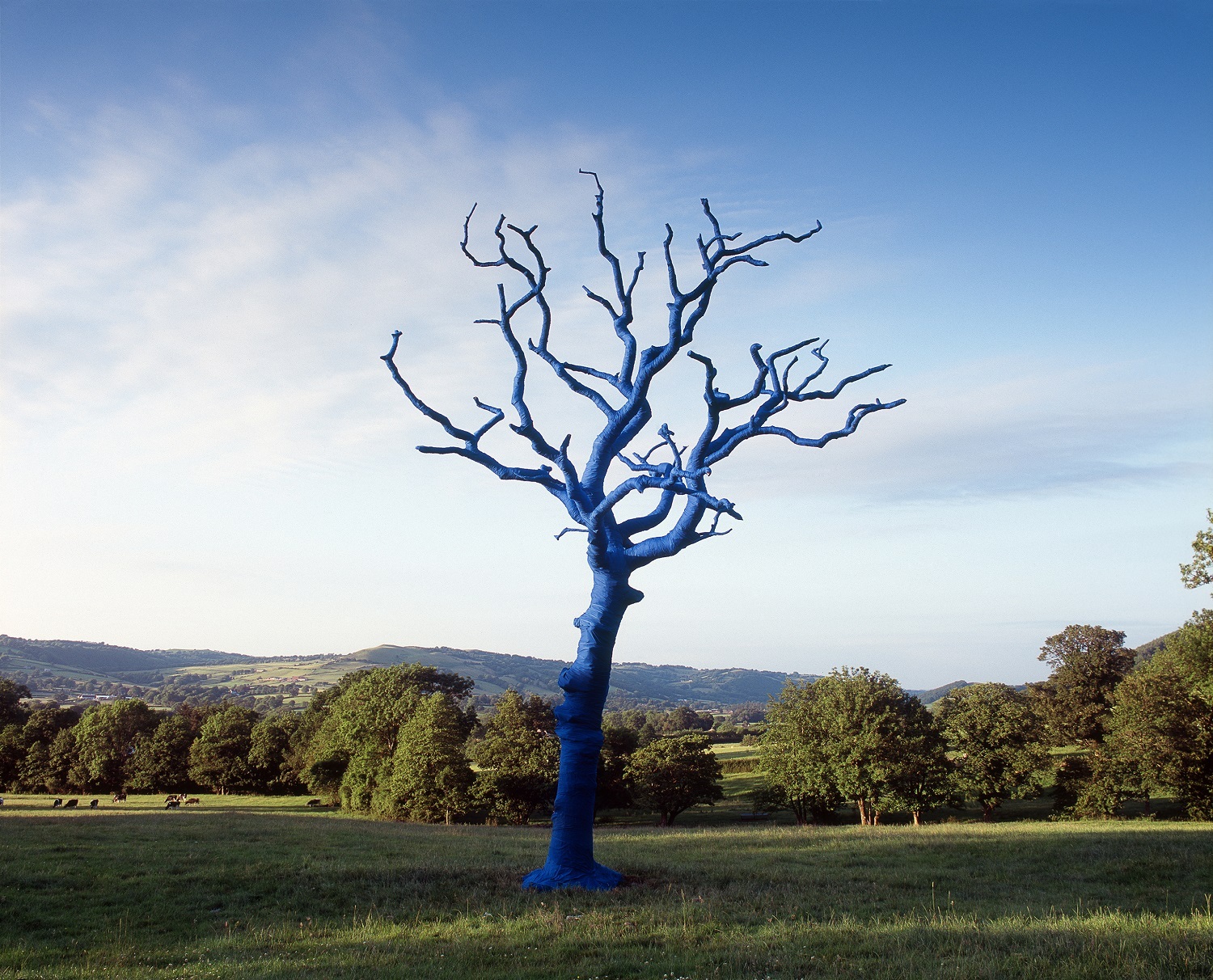 Tree wrapped in blue in a green landscape