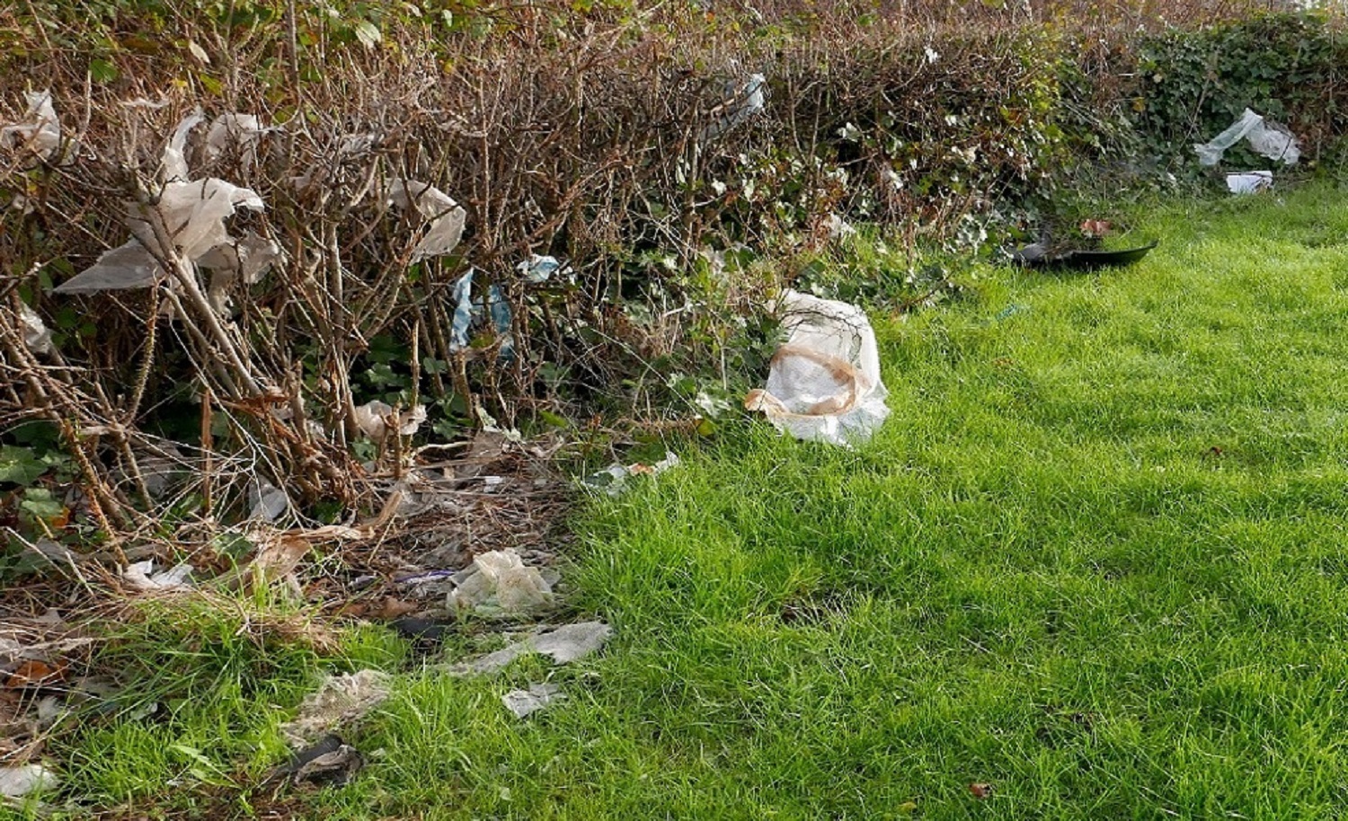 Littered hedge Photography Joanne Lee