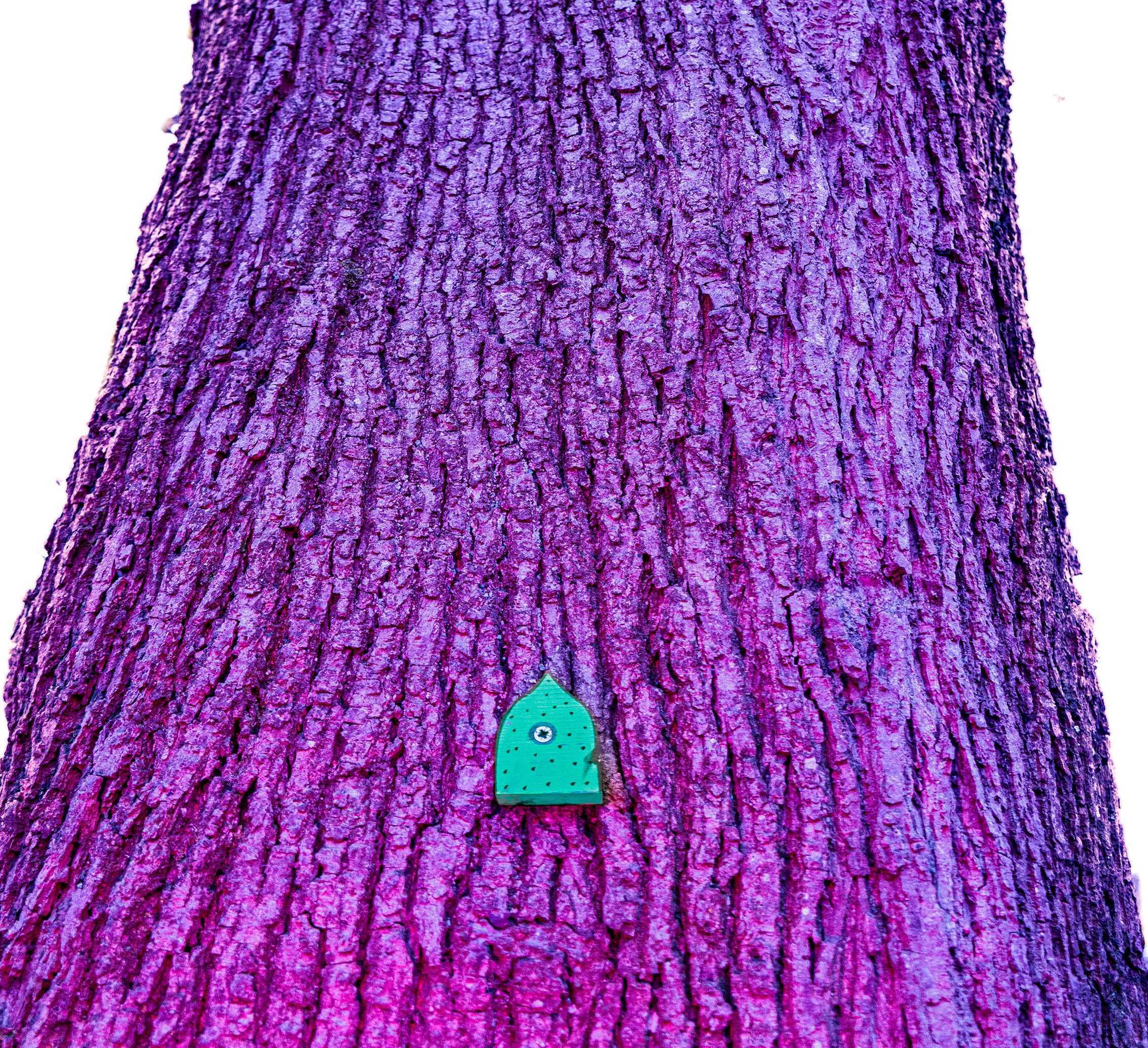 A large tree trunk looms upwards with a little door at the base