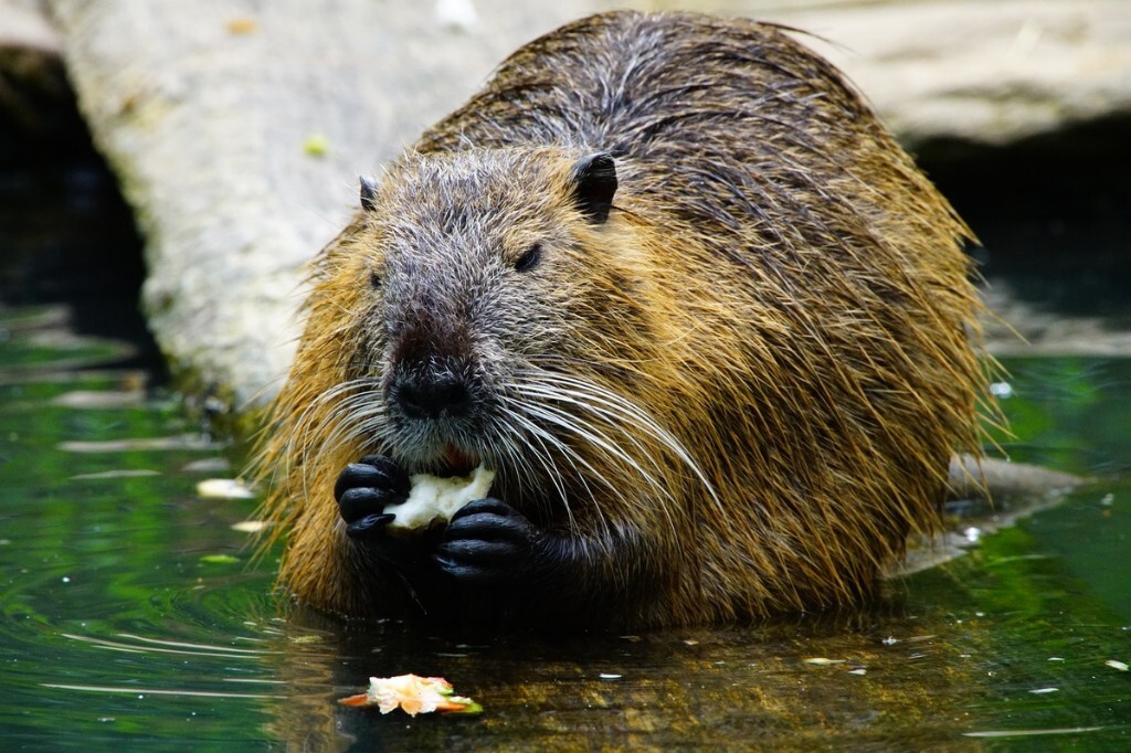 Beaver trail