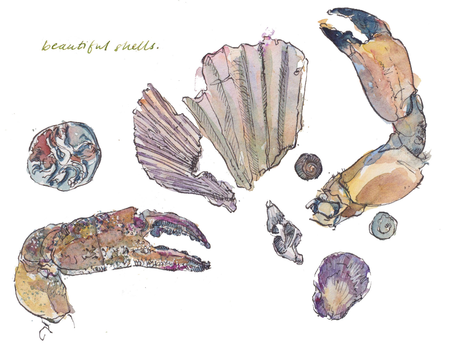 Shells 1