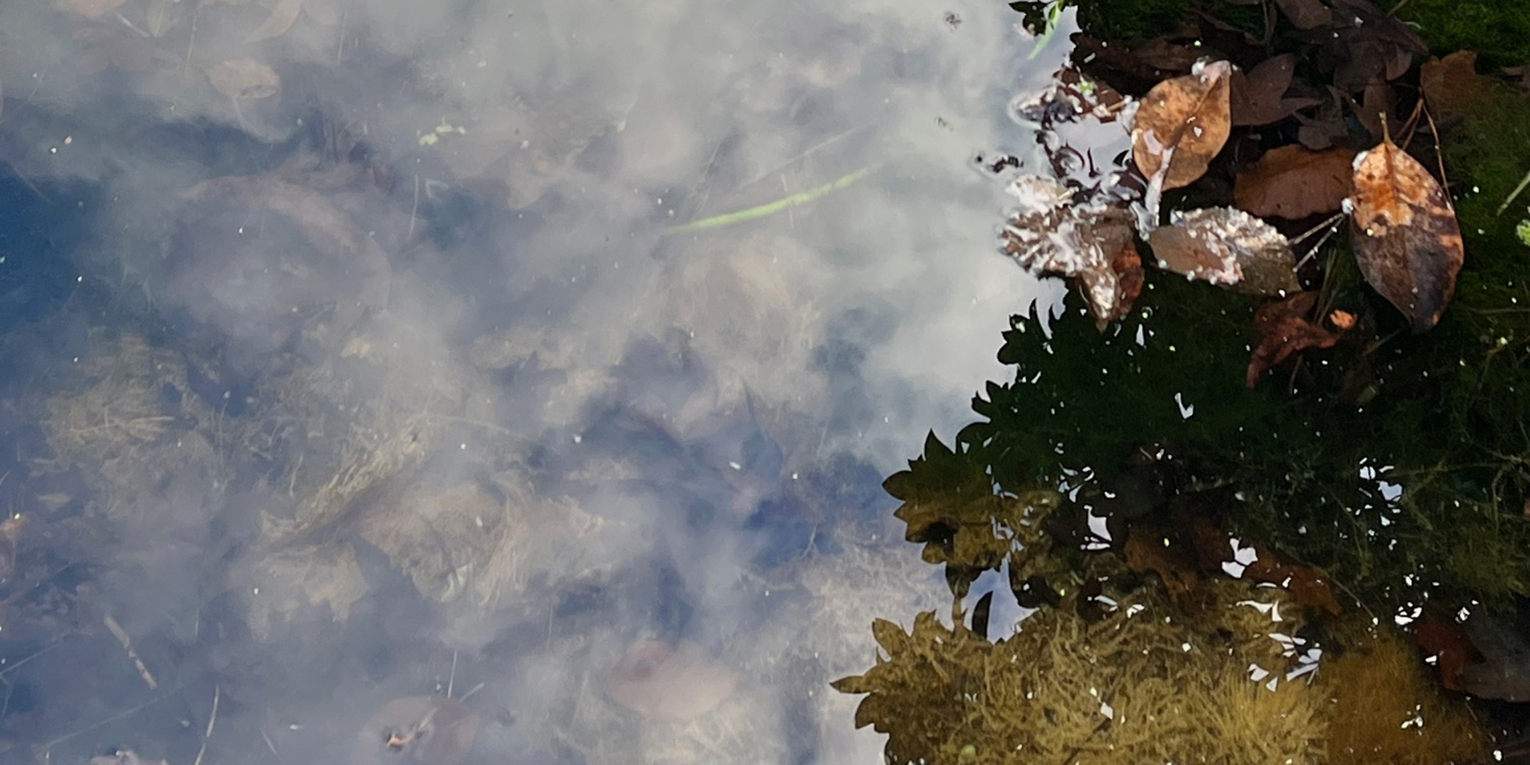 sky and trees reflected in the River Lim