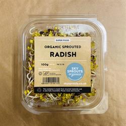 Organic Sprouted Radish