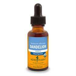 Dandelion