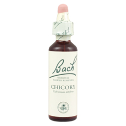Chicory