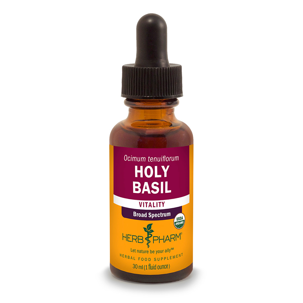 Holy Basil