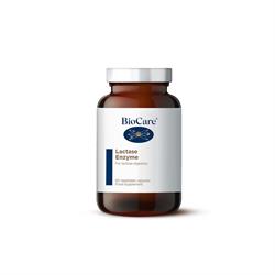 Lactase Enzyme