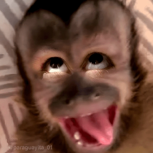 stickers_🙊😜🔥_Funny_Monkey_🔥😜🙊_