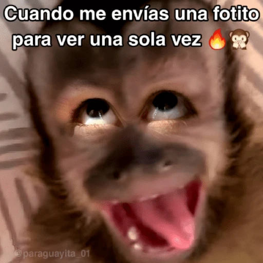 stickers_🙊😜🔥_Funny_Monkey_🔥😜🙊_