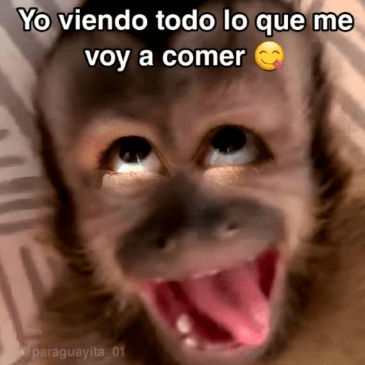 stickers_🙊😜🔥_Funny_Monkey_🔥😜🙊_