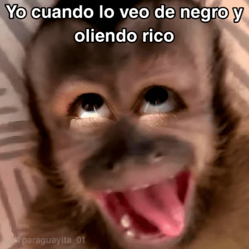 stickers_🙊😜🔥_Funny_Monkey_🔥😜🙊_