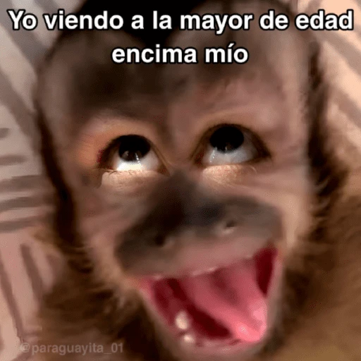 stickers_🙊😜🔥_Funny_Monkey_🔥😜🙊_