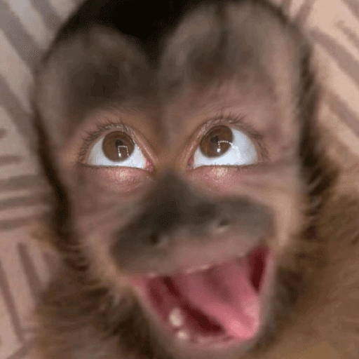 stickers_🙊😜🔥_Funny_Monkey_🔥😜🙊_