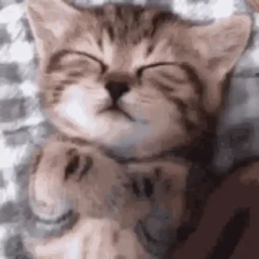 stickers_Gatos_lindos_🐱💕✨