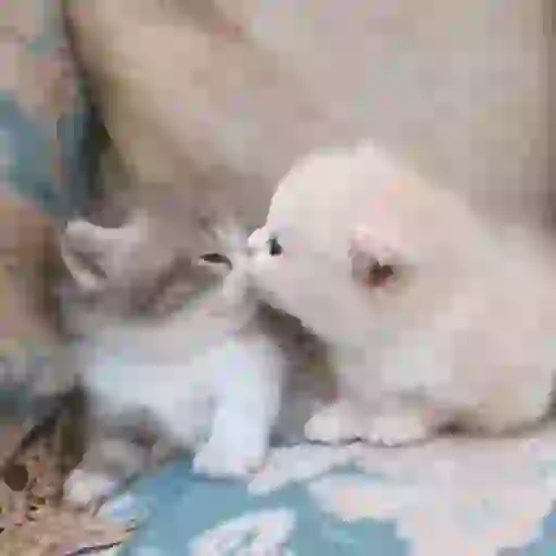 stickers_Gatos_lindos_🐱💕✨