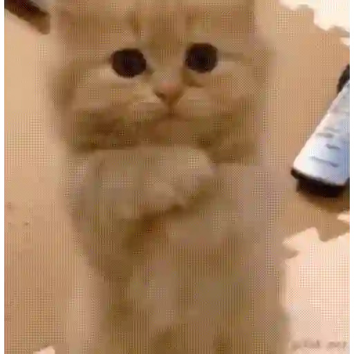 stickers_Gatos_lindos_🐱💕✨