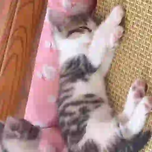 stickers_Gatos_lindos_🐱💕✨