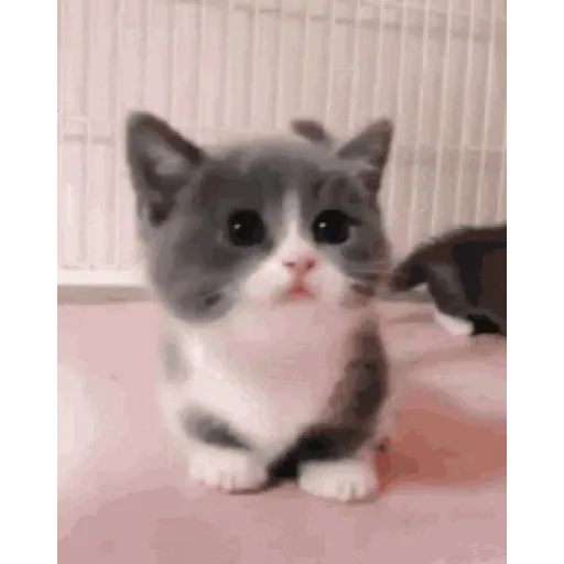 stickers_Gatos_lindos_🐱💕✨