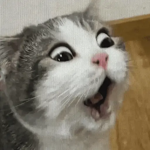 stickers_Gatos_Random_2😼🪷