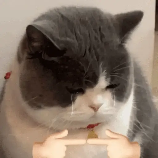 stickers_Gatos_Random_2😼🪷