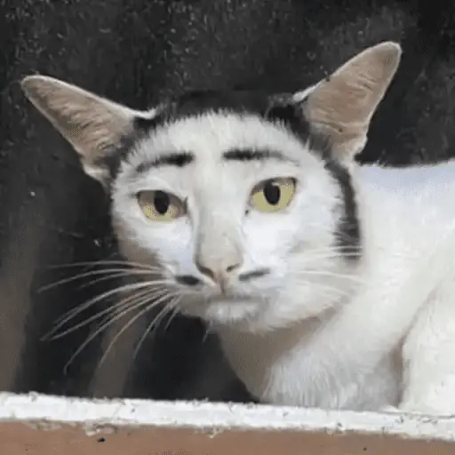 stickers_Gatos_Random_2😼🪷