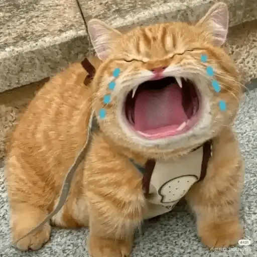 stickers_Gatos_Random_2😼🪷