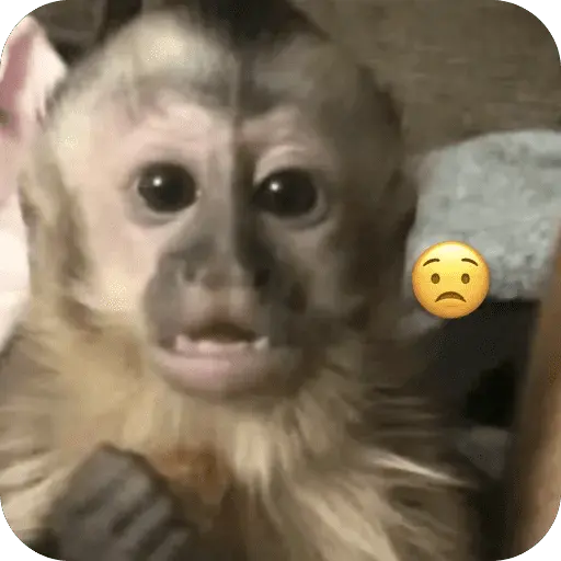 stickers_🐒_Reacciones_de_monitos🐒