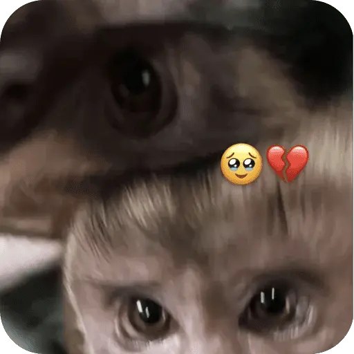 stickers_🐒_Reacciones_de_monitos🐒