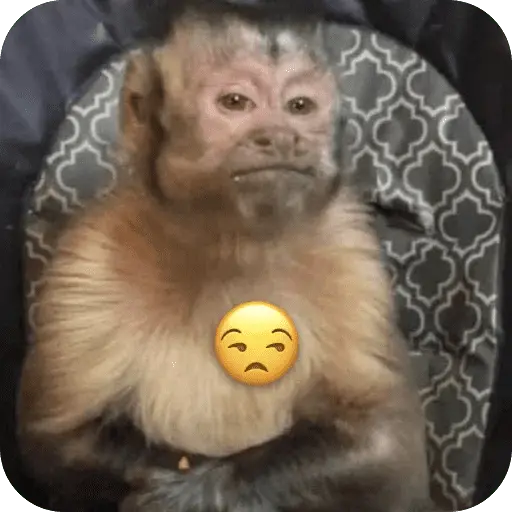 stickers_🐒_Reacciones_de_monitos🐒