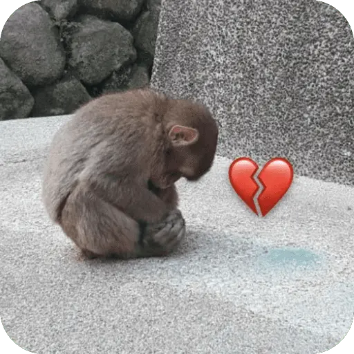 stickers_🐒_Reacciones_de_monitos🐒