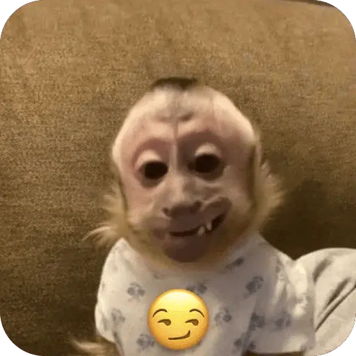 stickers_🐒_Reacciones_de_monitos🐒