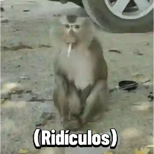 stickers_Monos_graciosos_contestones_🐒