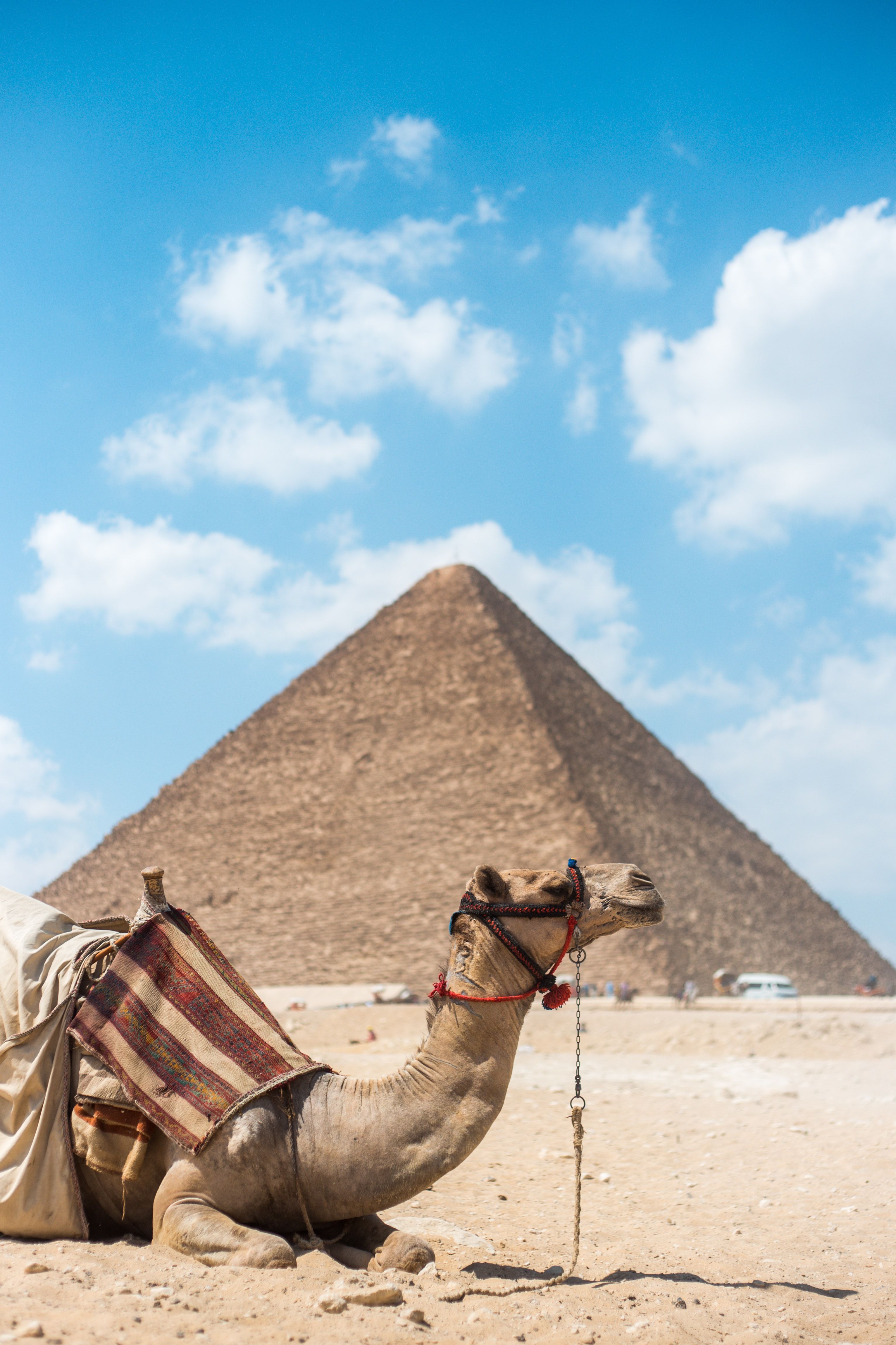 A camel near a pyramid