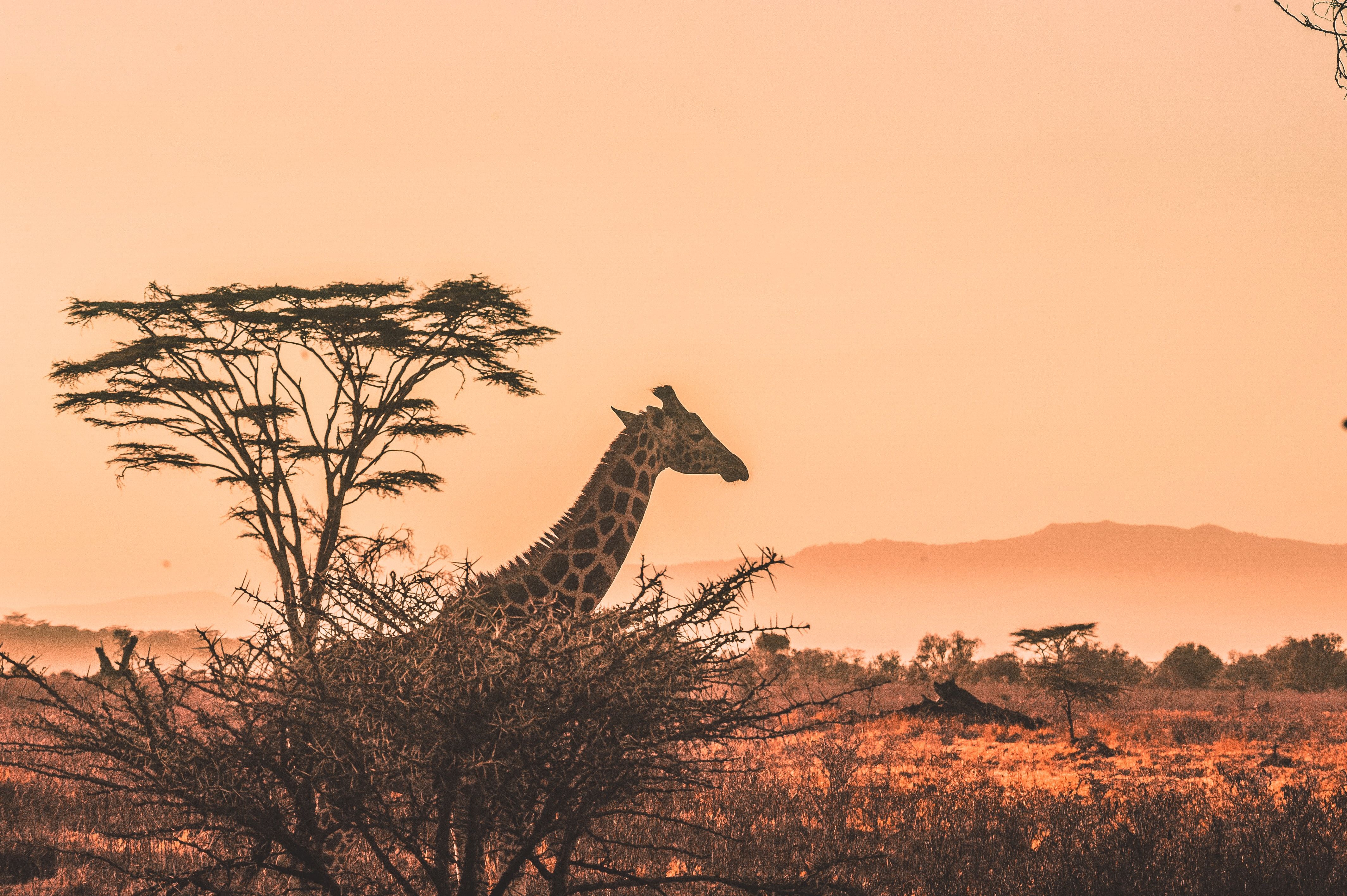 Giraffe between the trees with Safari sunset