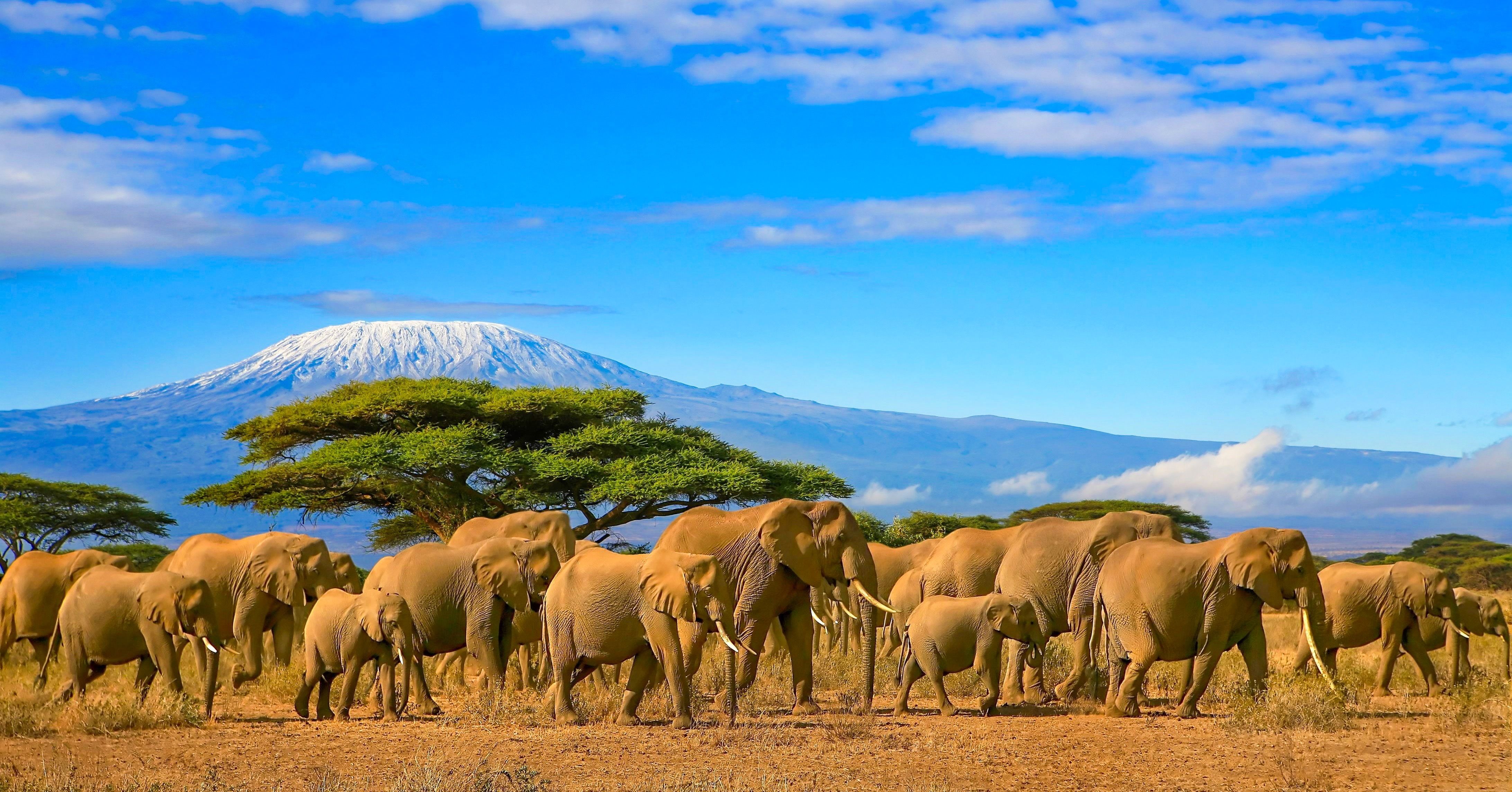 Kenya elephants and landscape