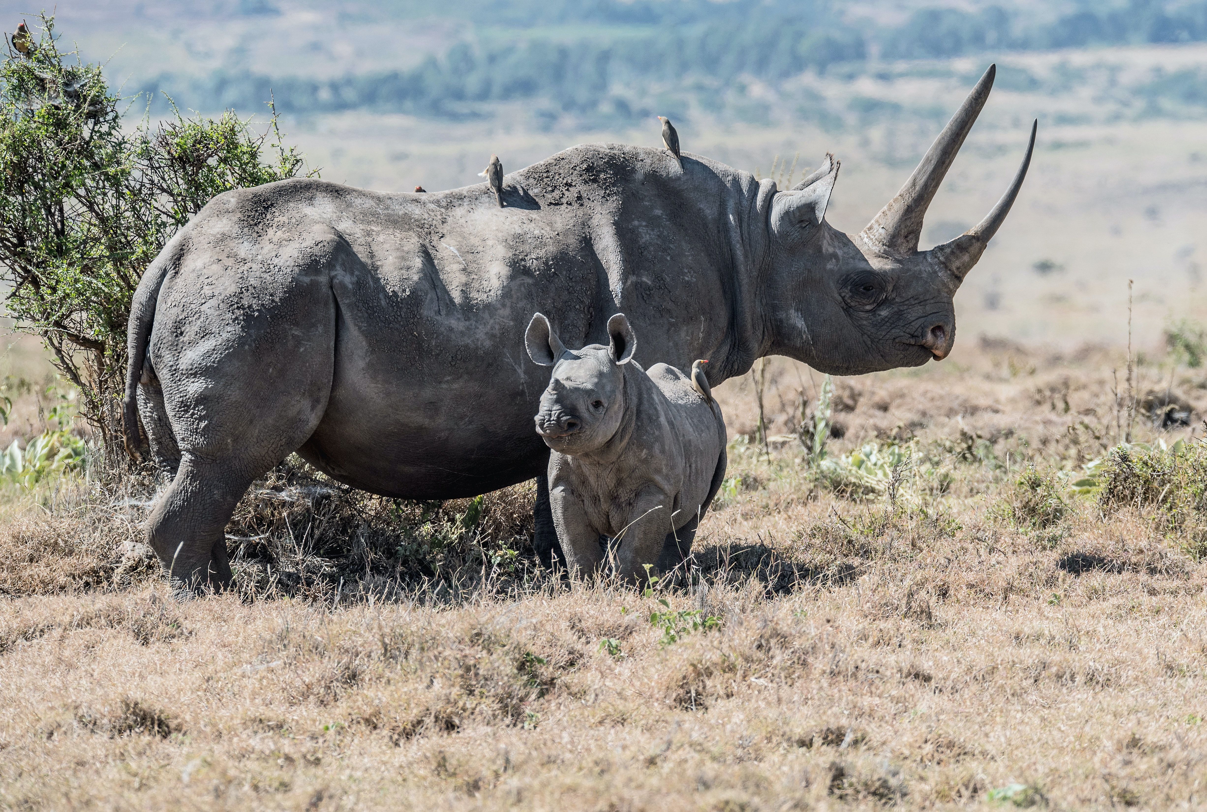 Rhinoceros in the safari with her baby