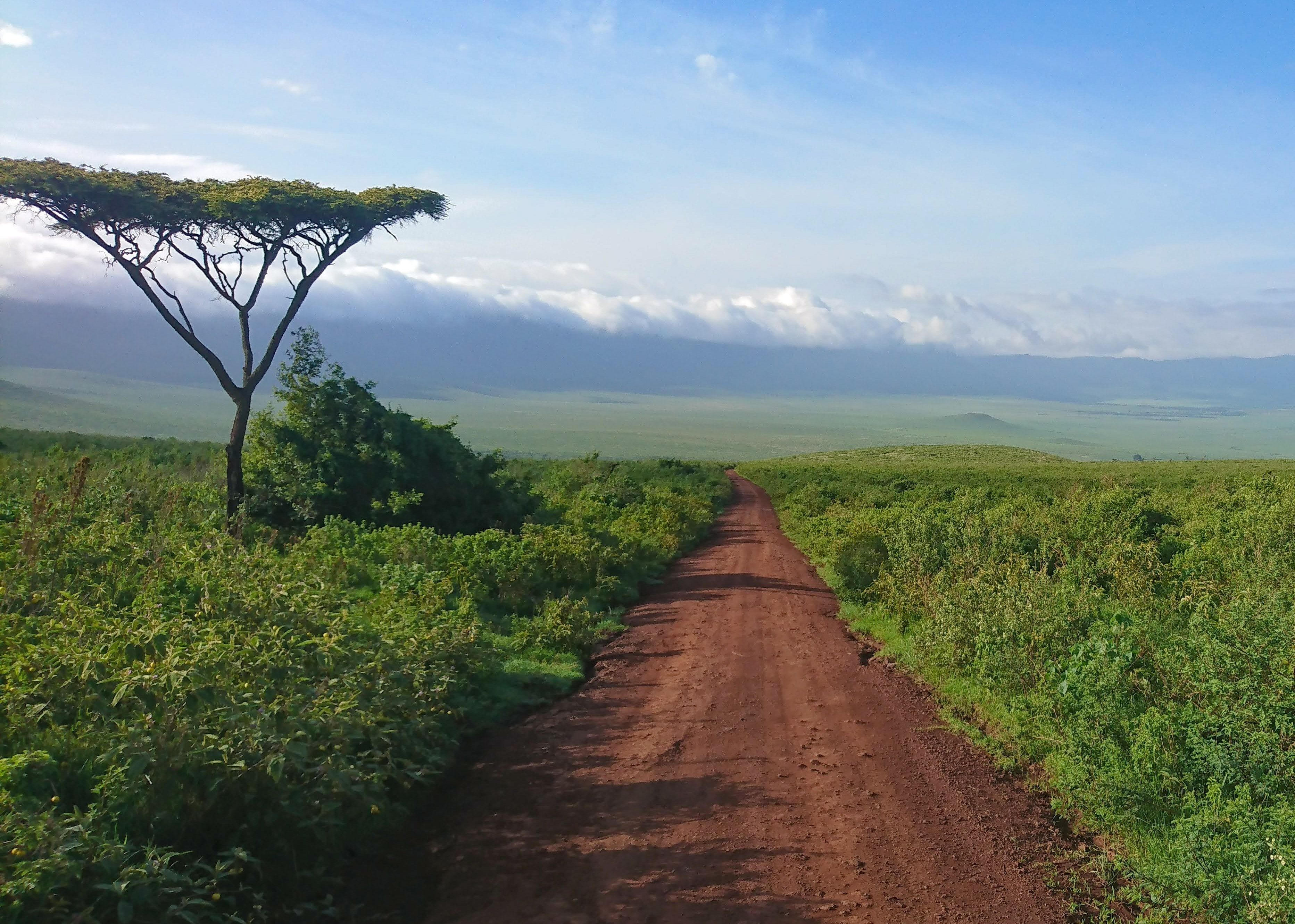 Tanzania green landscape