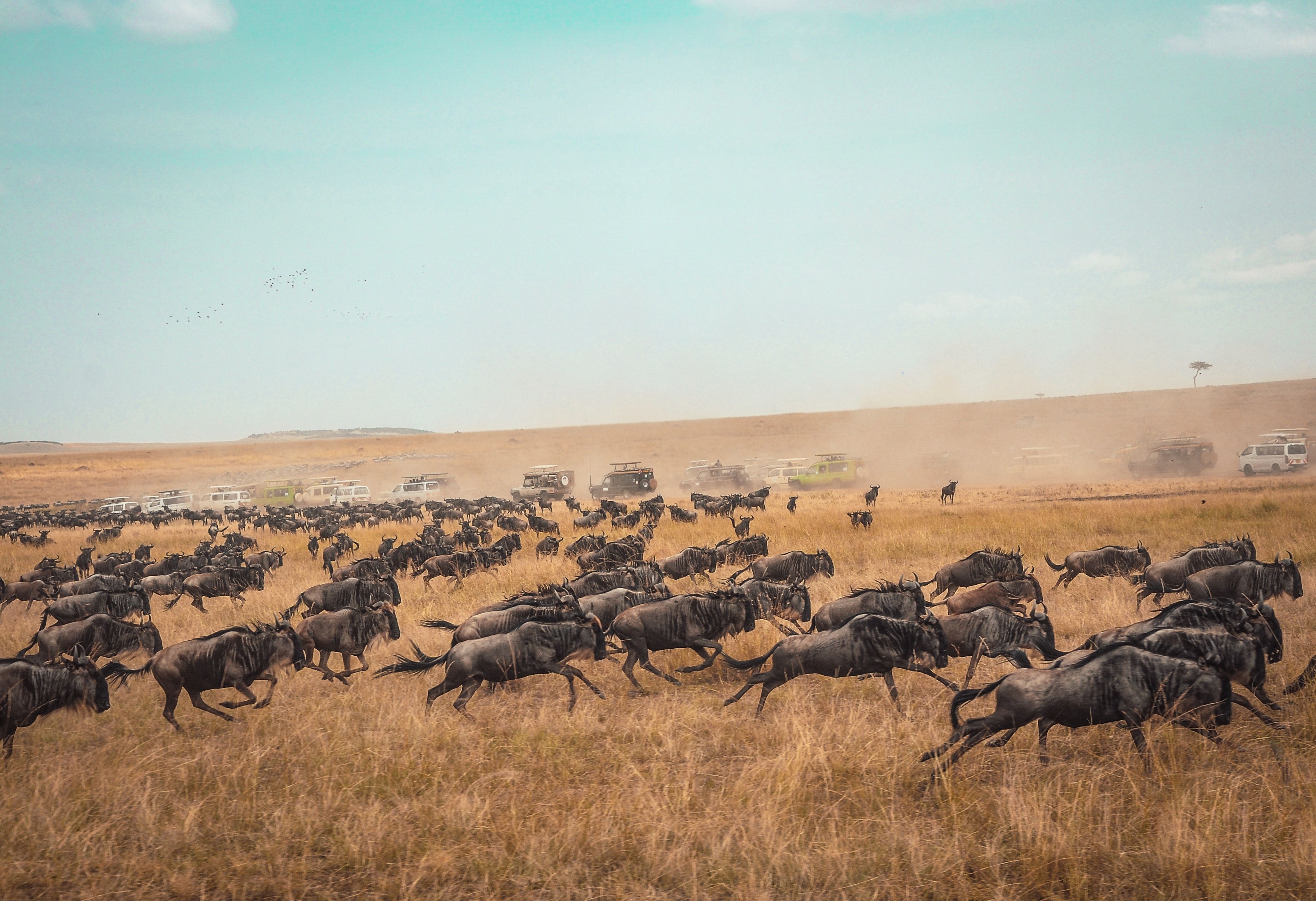 Wilderbeast Herd in Kenya