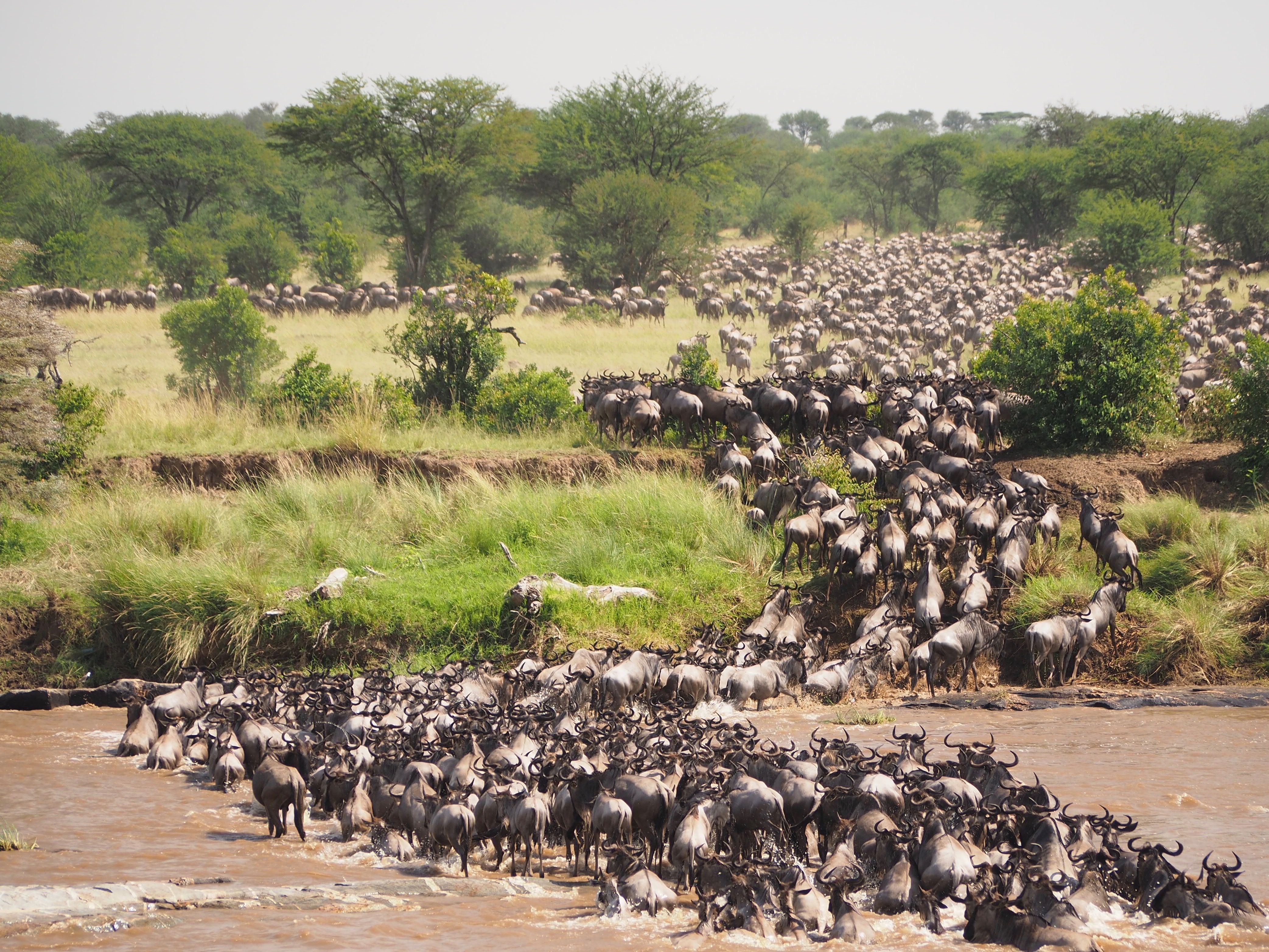 wildebeest crossing a river during daytime