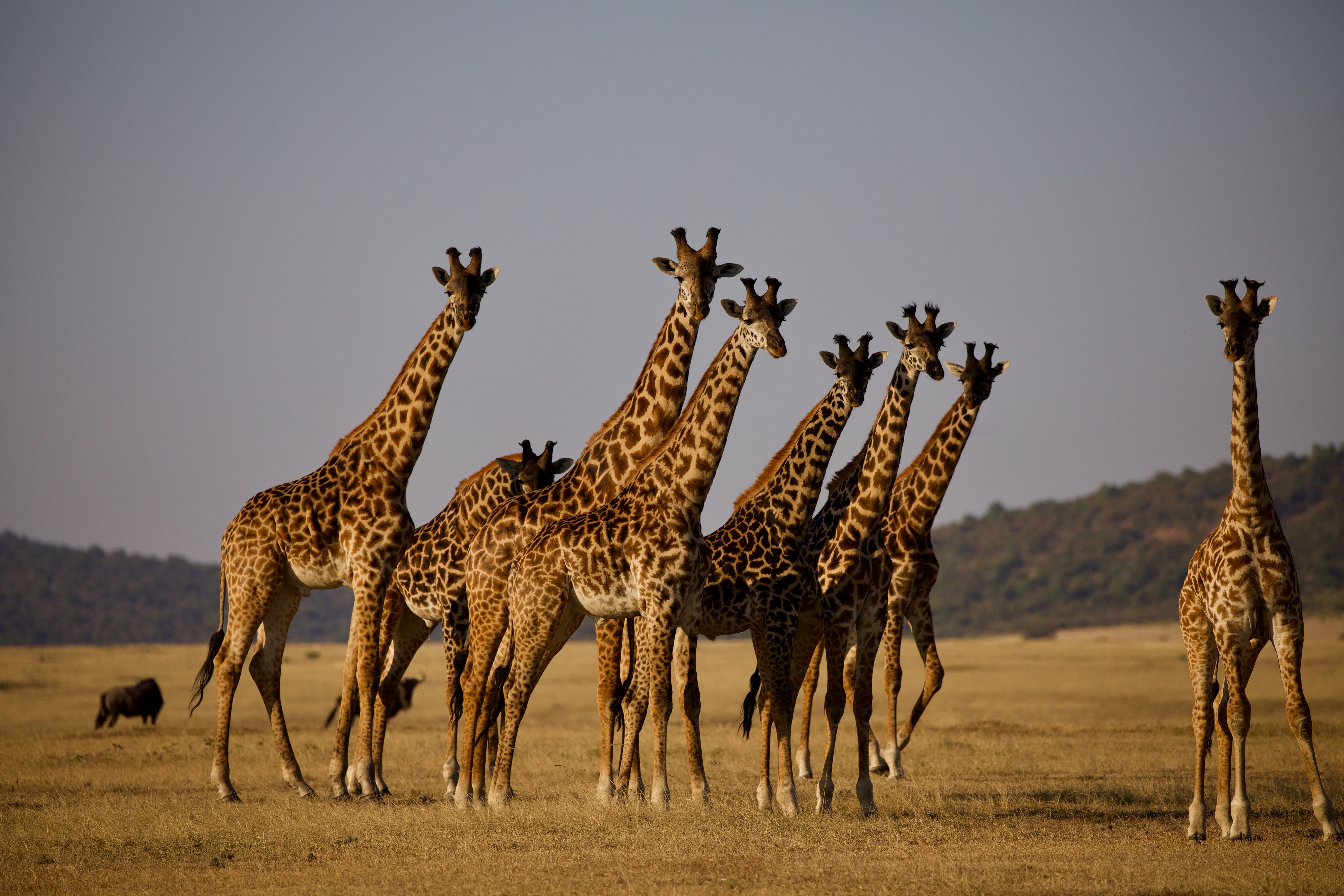 giraffes in wild during daytime