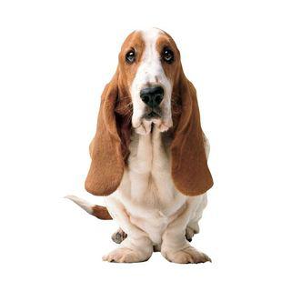 Hush Puppies India