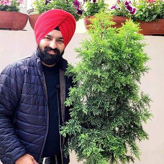 Shampy's garden