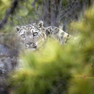 Tashi R. Ghale Photography